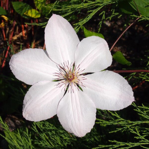 Clematis Jan Pavel II (velkokvětý) P9/C1