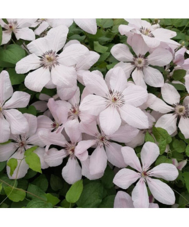 Clematis Jan Pavel II (velkokvětý) P9/C1