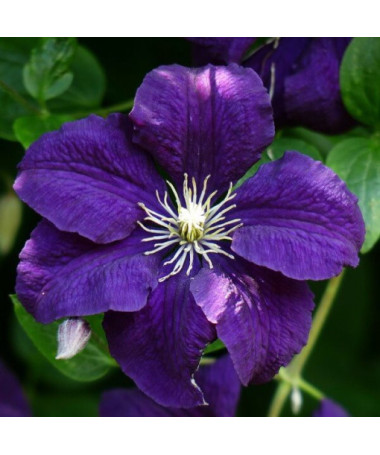 Clematis Jackmanii (velkokvětý) P9/C1