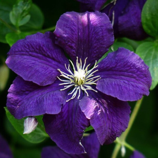 Clematis Jackmanii (velkokvětý) P9/C1