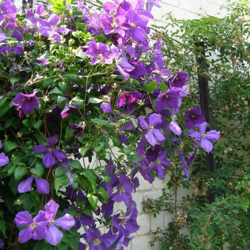 Clematis Jackmanii (velkokvětý) P9/C1