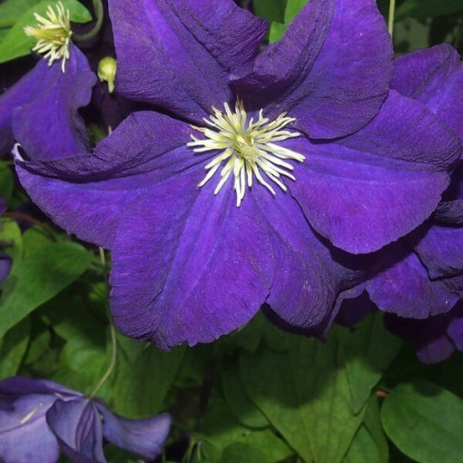 Clematis Jackmanii (velkokvětý) P9/C1