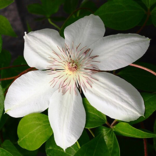 Clematis Henryi (velkokvětý) P9/C1