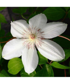 Clematis Henryi (velkokvětý) P9/C1