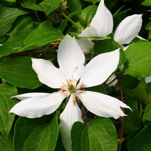 Clematis Henryi (velkokvětý) P9/C1
