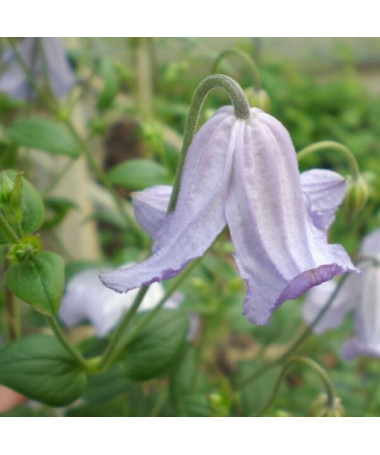 Clematis Hanna (viticella) P9/C1