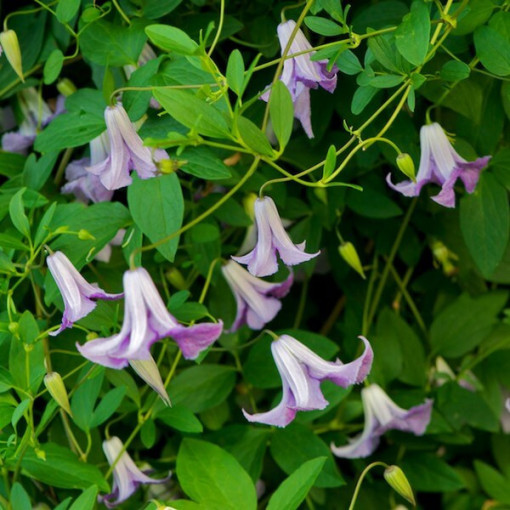 Clematis Hanna (viticella) P9/C1
