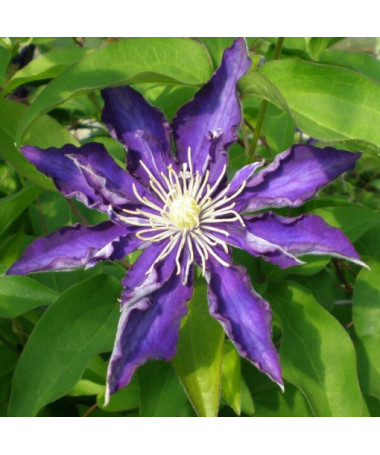 Clematis Hakuookan (velkokvětý) P9/C1