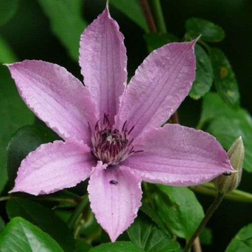 Clematis Hagley Hybrid (velkokvětý) P9/C1