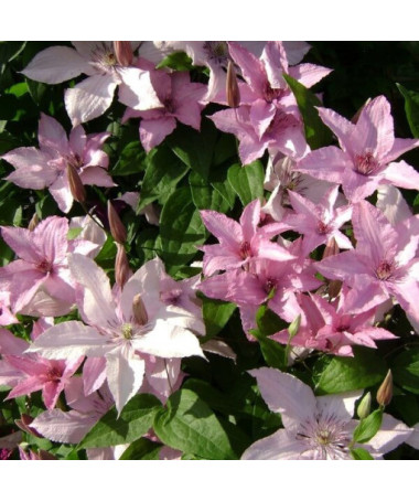 Clematis Hagley Hybrid (velkokvětý) P9/C1