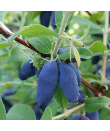 Kamčatská borůvka 'Leningradskij Velikan' P9/C1