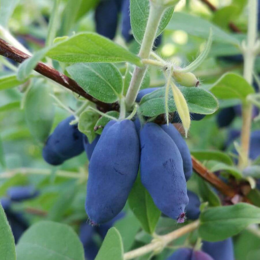 Kamčatská borůvka 'Leningradskij Velikan' P9/C1