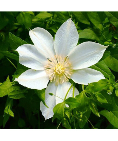 Clematis Guernsey Cream P9/C1