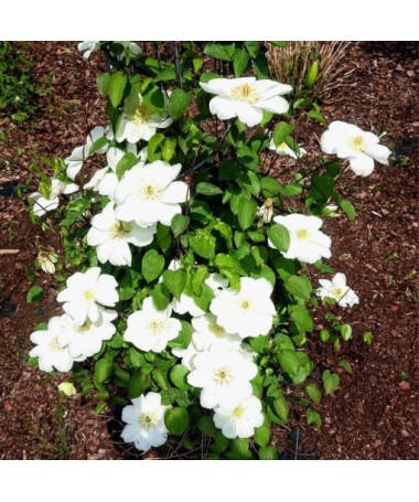 Clematis Guernsey Cream P9/C1