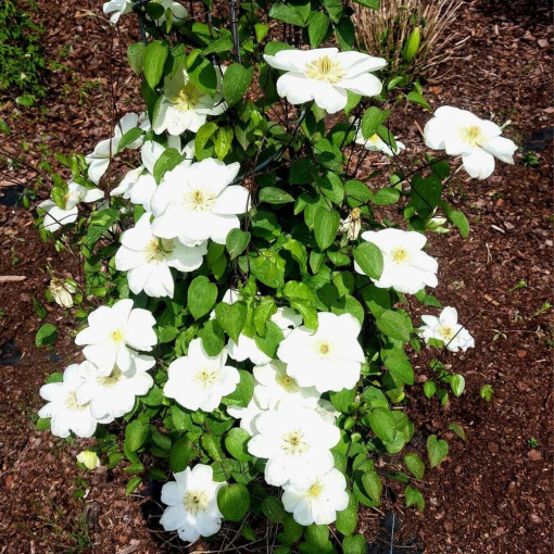 Clematis Guernsey Cream P9/C1