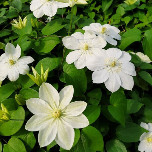 Clematis Guernsey Cream P9/C1