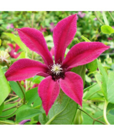 Clematis Gravetye Beauty (botanický) P9/C1