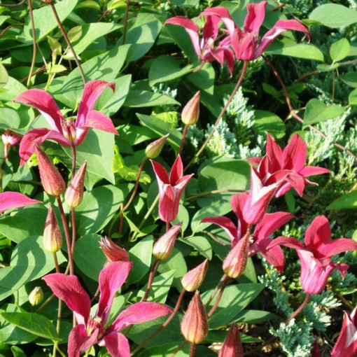 Clematis Gravetye Beauty (botanický) P9/C1