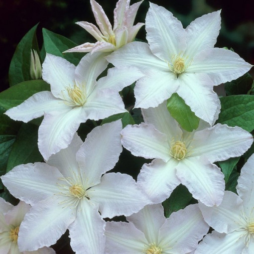 Clematis Gladys Picard P9/C1