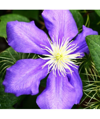 Clematis Generál Sikorski (velkokvětý) P9/C1