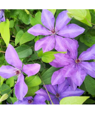 Clematis Generál Sikorski (velkokvětý) P9/C1