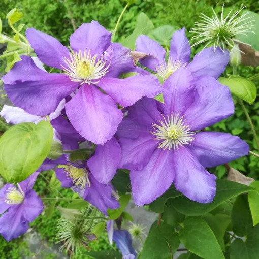 Clematis Generál Sikorski (velkokvětý) P9/C1