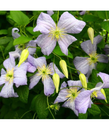 Clematis Emilia Plater (viticella) P9/C1