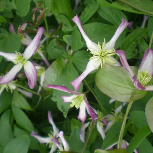 Clematis botanický Rubromarginata 4L květináč
