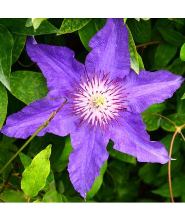 Clematis Děti Varšavy (velkokvětý) P9/C1