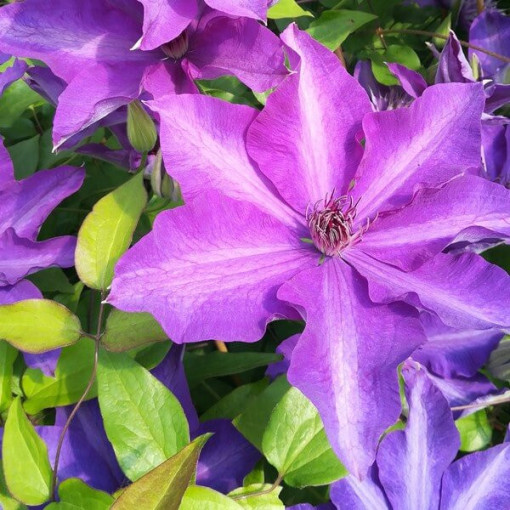 Clematis Děti Varšavy (velkokvětý) P9/C1