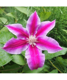 Clematis Dr. Ruppel (velkokvětý) P9/C1