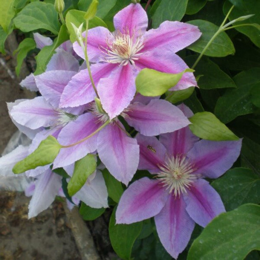 Clematis Dr. Ruppel (velkokvětý) P9/C1