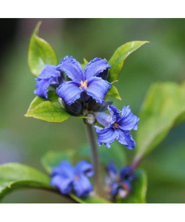 Clematis Cassandra (bylinný) VOŇAVÝ P9/C1