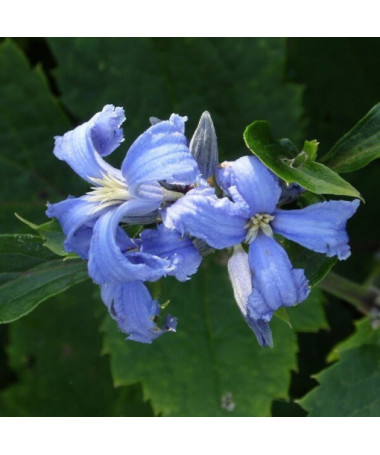 Clematis Cassandra (bylinný) VOŇAVÝ P9/C1