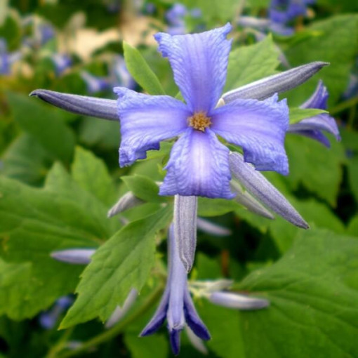 Clematis Cassandra (bylinný) VOŇAVÝ P9/C1