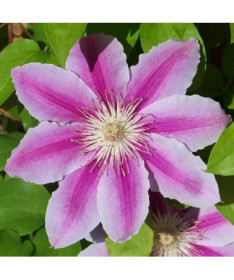 Clematis Carnaby (velkokvětý) P9/C1