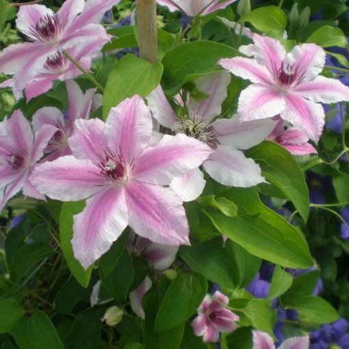 Clematis Carnaby (velkokvětý) P9/C1
