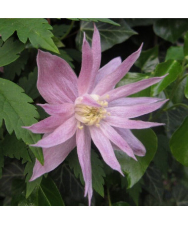 Clematis (botanický) Markham's Pink P9/C1