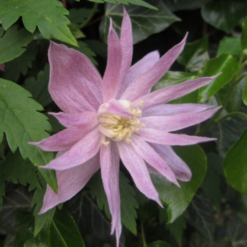 Clematis (botanický) Markham's Pink P9/C1