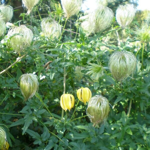 Clematis (botanický) 'Bill Mackenzie' P9/C1