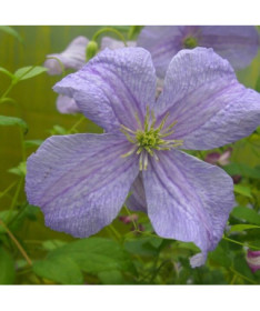 Clematis Modrý Anděl (viticella) P9/C1