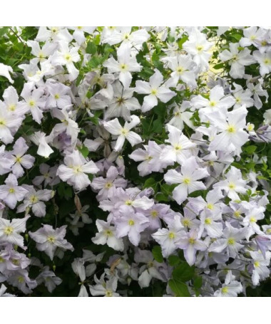 Clematis Modrý Anděl (viticella) P9/C1