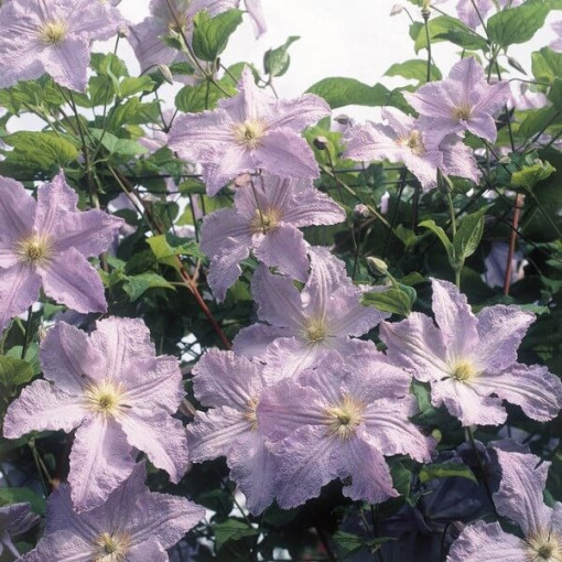 Clematis Modrý Anděl (viticella) P9/C1