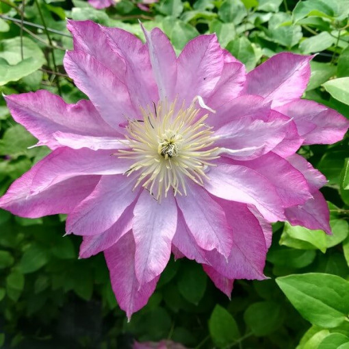 Clematis Asao (velkokvětý) P9/C1