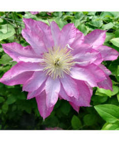 Clematis Asao (velkokvětý) P9/C1