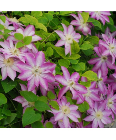 Clematis Asao (velkokvětý) P9/C1