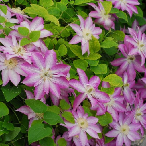 Clematis Asao (velkokvětý) P9/C1