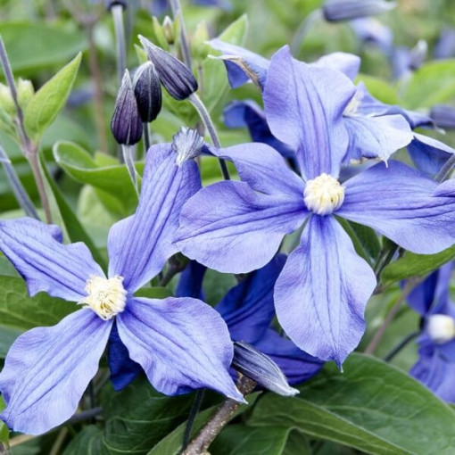 Clematis Arabella (trvalka, půdopokryvná) P9/C1