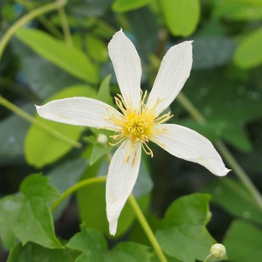 Clematis Anita (botanický) P9/C1