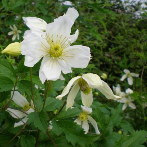 Clematis Anita (botanický) P9/C1